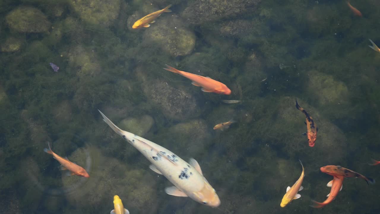 锦鲤在宁静的池塘环境中优雅地游泳视频下载