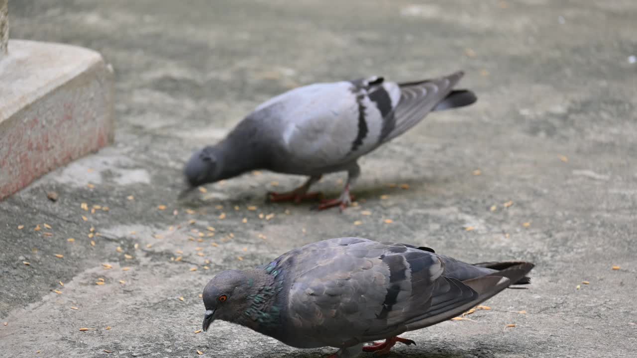 岩鸽或岩鸽。视频下载