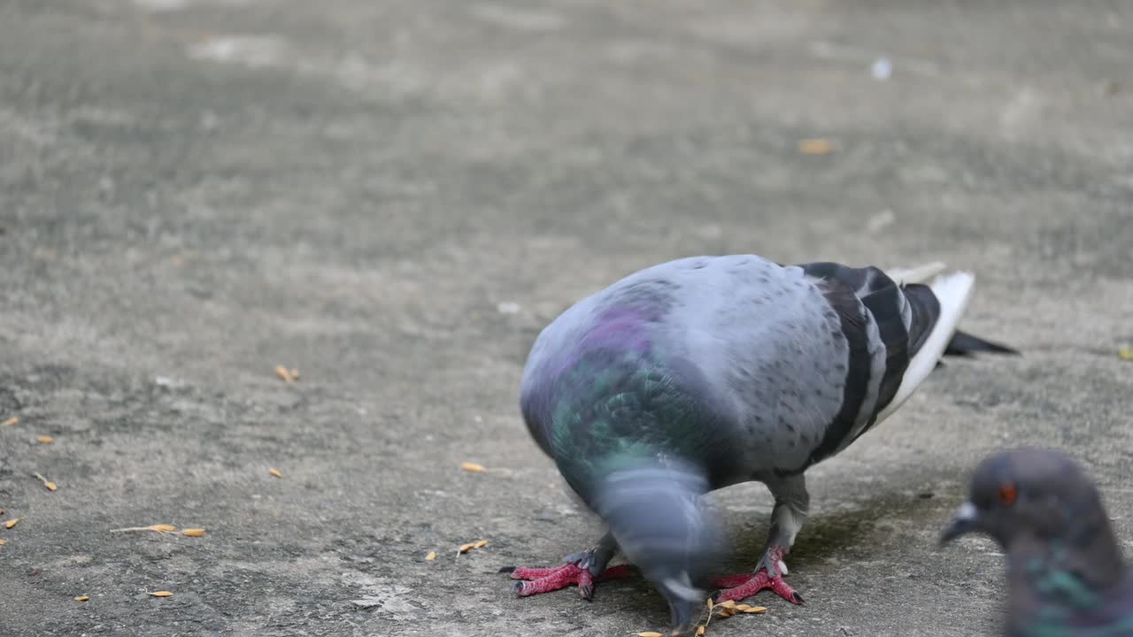 岩鸽或岩鸽。视频素材