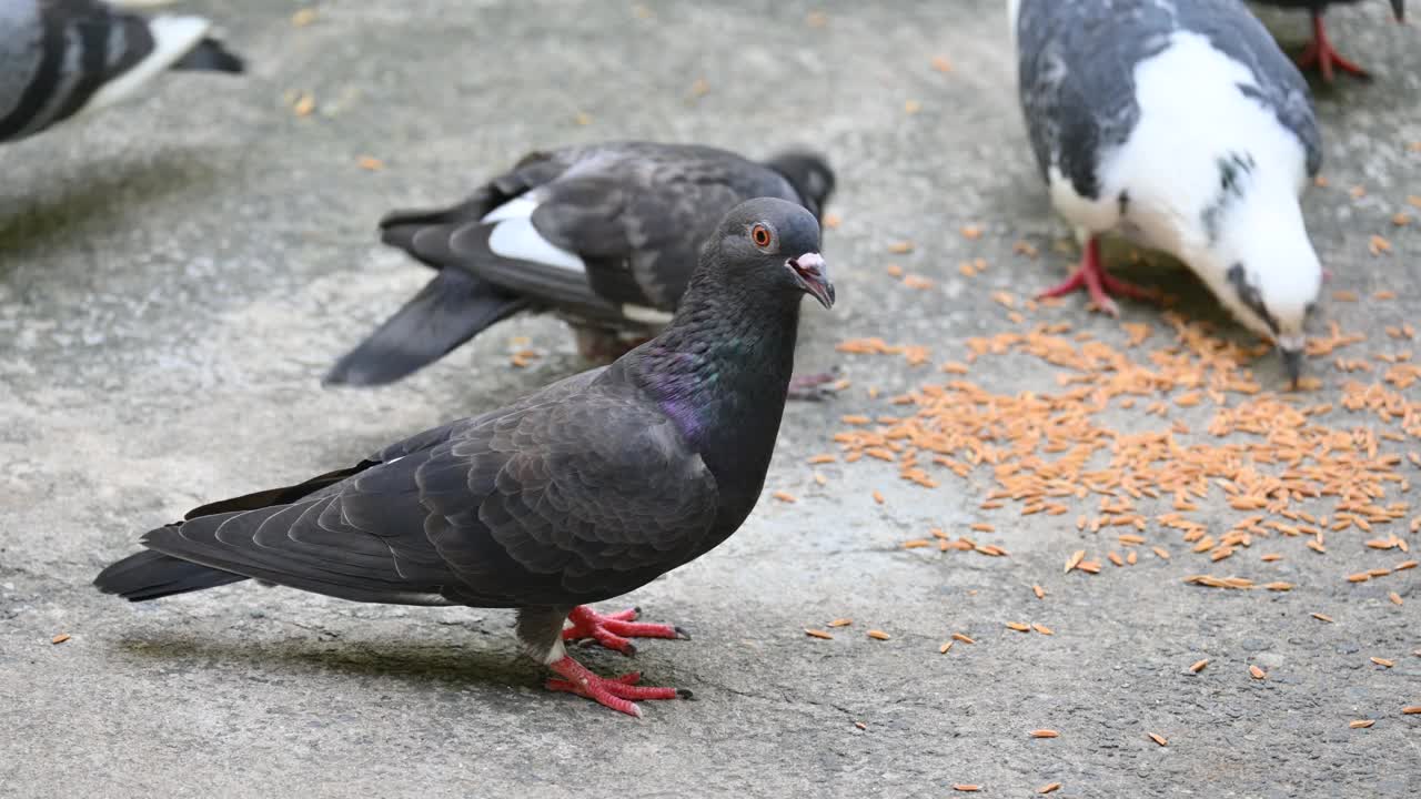 岩鸽或岩鸽。视频素材