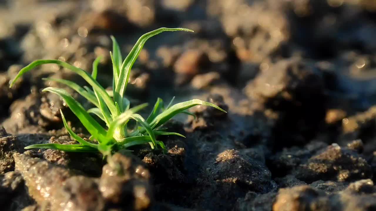 小绿色植物从潮湿的土壤中发芽的特写视频下载