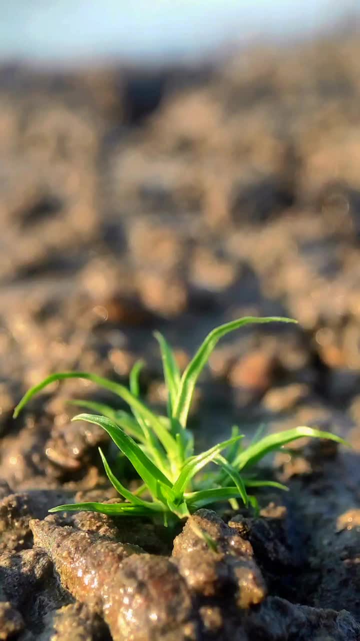 小绿色植物从潮湿的土壤中发芽的特写视频下载