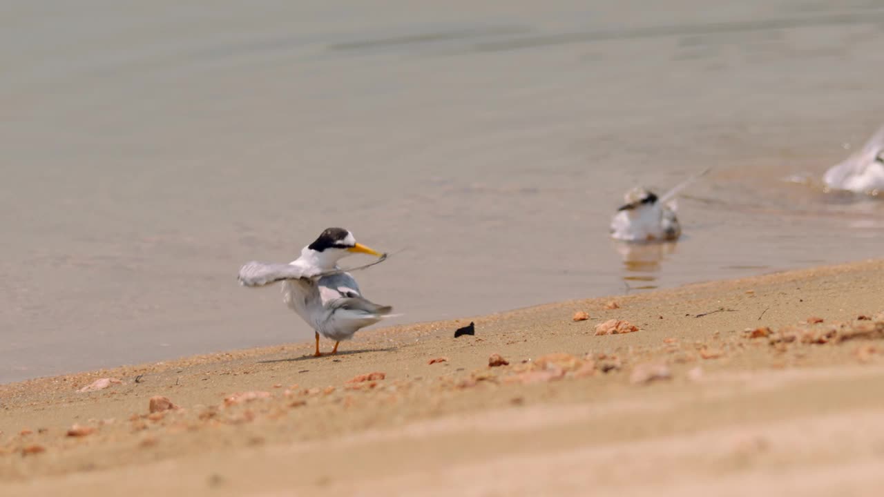 庆尚北道，安东泗，Little Terns /韩国视频素材