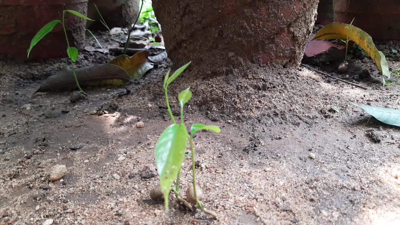 长叶蓼树芽。视频素材