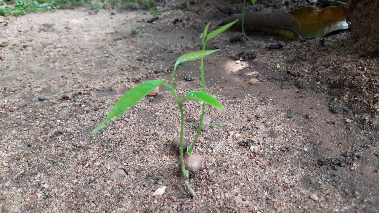 长叶蓼树芽。视频素材