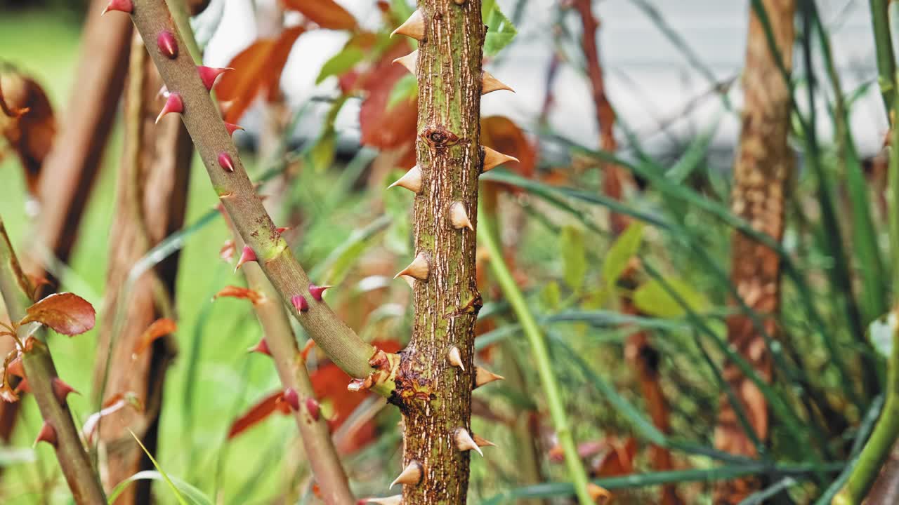 花园玫瑰灌木，在粗花茎上有尖锐的刺状刺视频下载