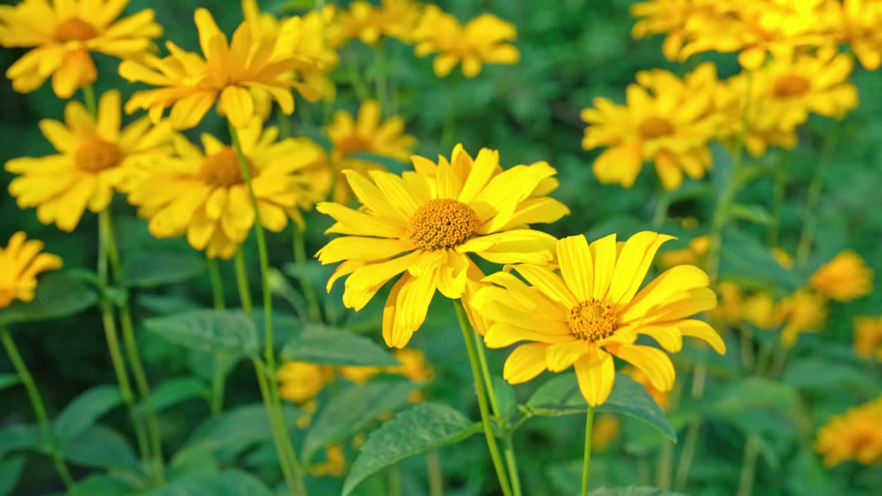 托斯卡纳日光开花植物Heliopsis Helianthoides花园斑块粗糙光滑牛眼假向日葵在风中摇曳视频下载