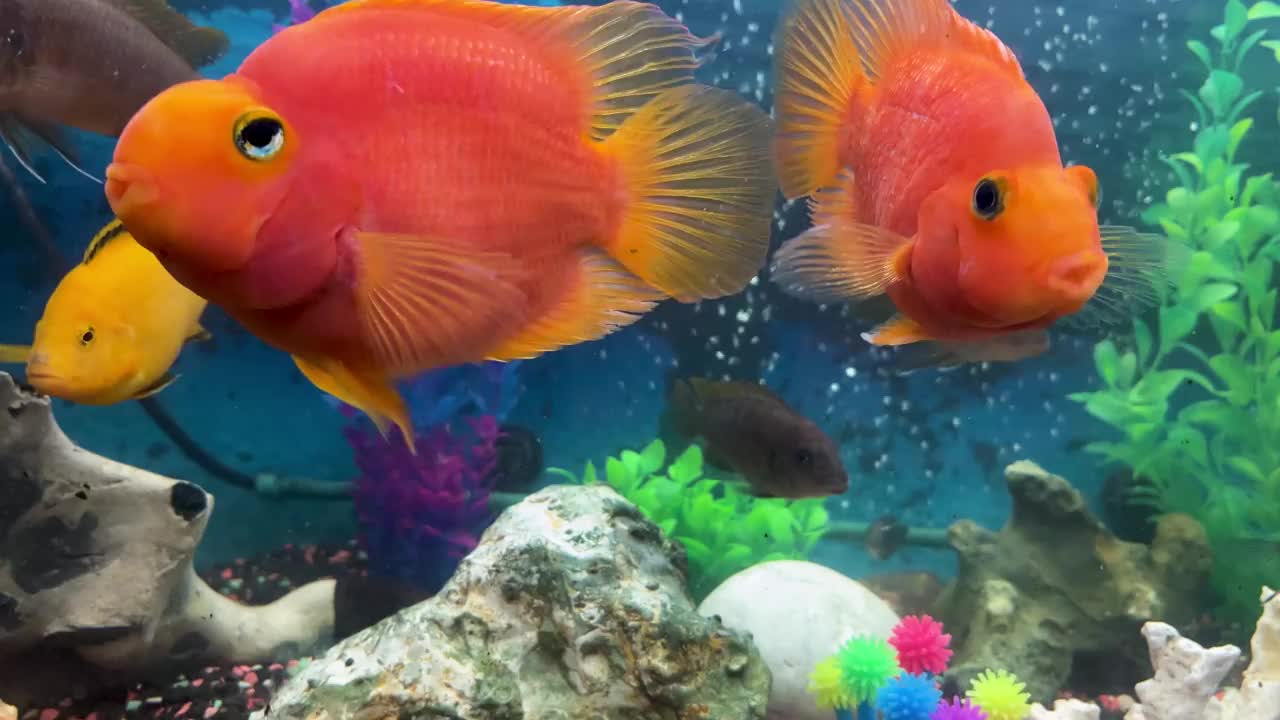 水族馆里欢快的橙色鹦鹉鱼。红鹦鹉慈鲷。水族馆鱼类视频素材