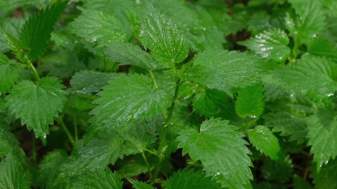 雨中的荨麻视频下载