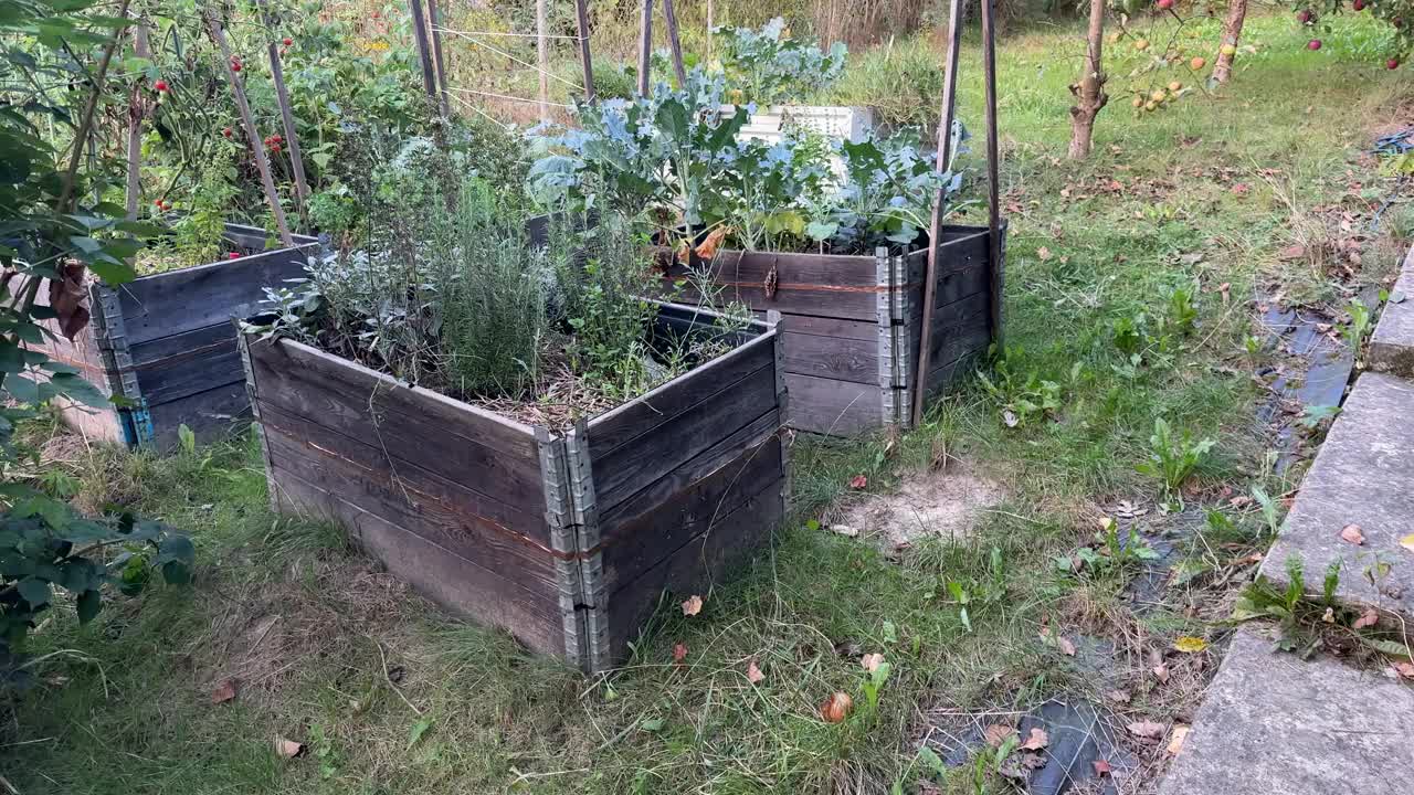 在花园中种植蔬菜。视频下载