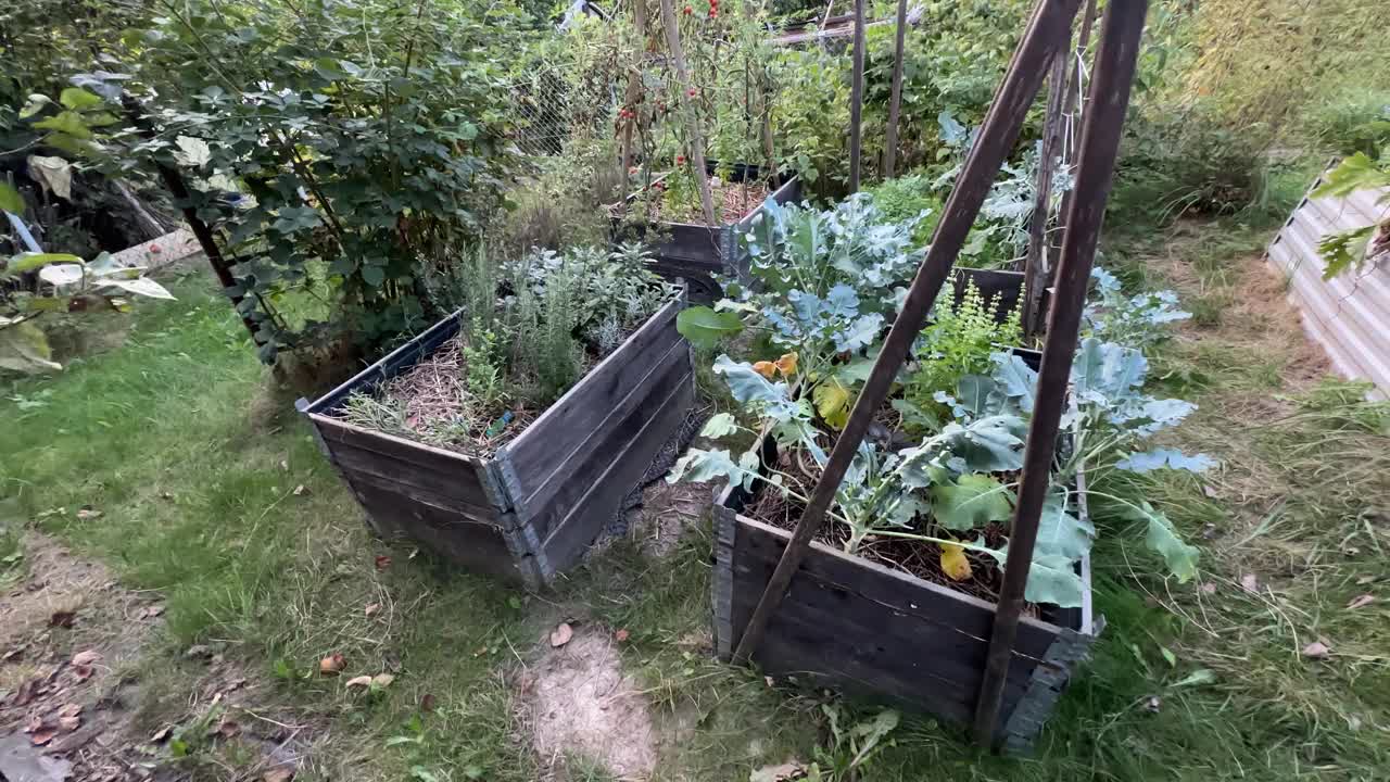 在花园中种植蔬菜。视频下载