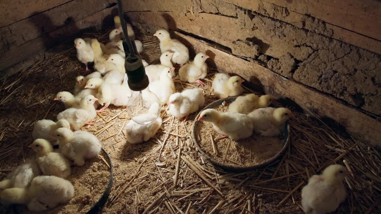 小鸡刚孵出鸡蛋和饲料在一个简单的自制孵化器股票视频视频素材