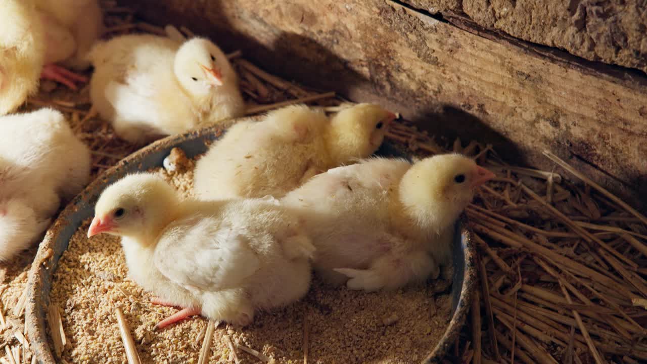 小鸡刚孵出鸡蛋和饲料在一个简单的自制孵化器股票视频视频下载