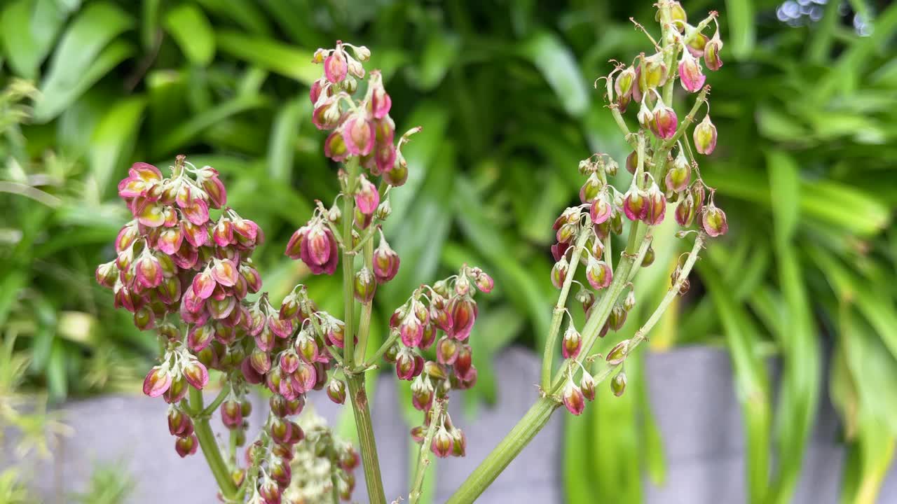 漂亮的红大黄种子，从开花的头视频下载