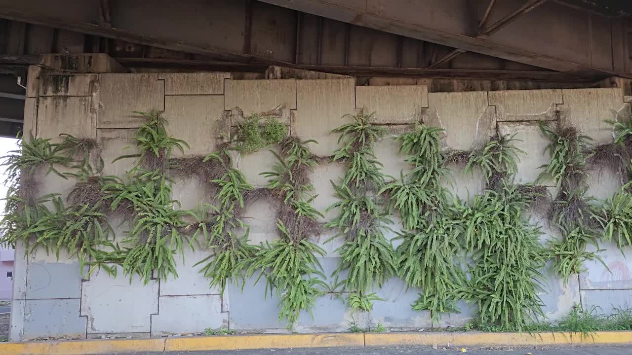 植物点缀着桥下的混凝土墙视频下载