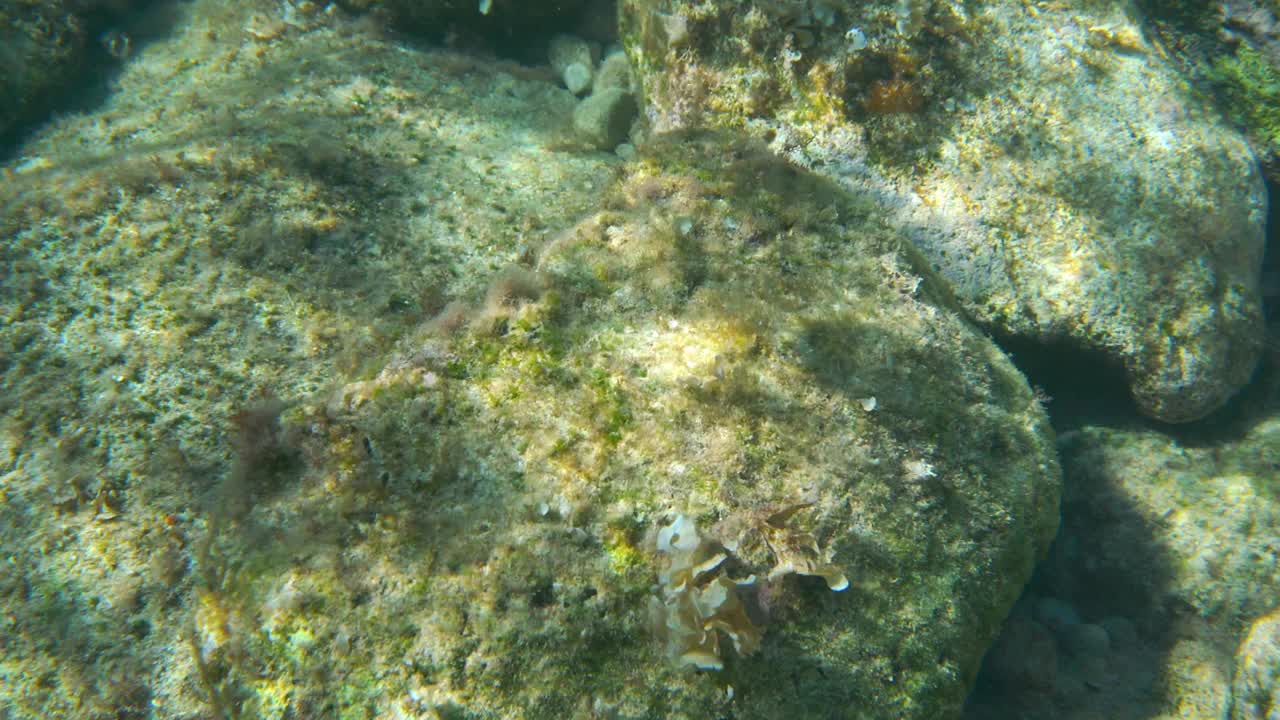 水下植物和藻类生长在岩石附近的海面-浮潜在Limni，希腊视频下载