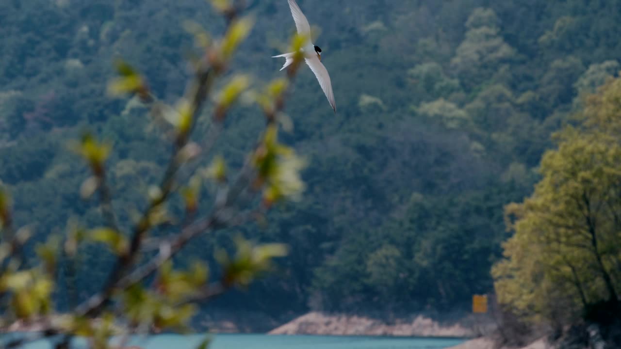 庆尚北道，安东泗，小燕鸥/韩国视频素材