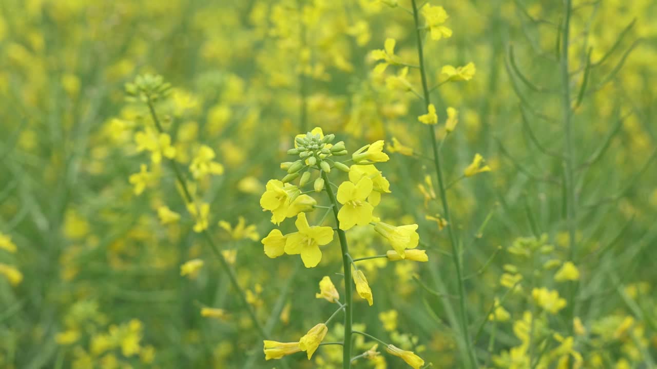 春天的油菜花在田野里开着，很快就要结籽了。视频素材