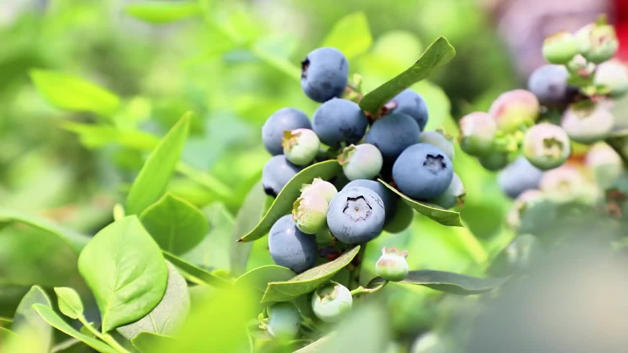 蓝莓在地里生长，然后包装出售。视频素材