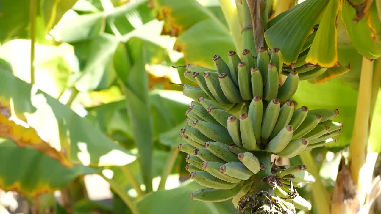 生长在野外树上的未成熟的野生香蕉。视频下载