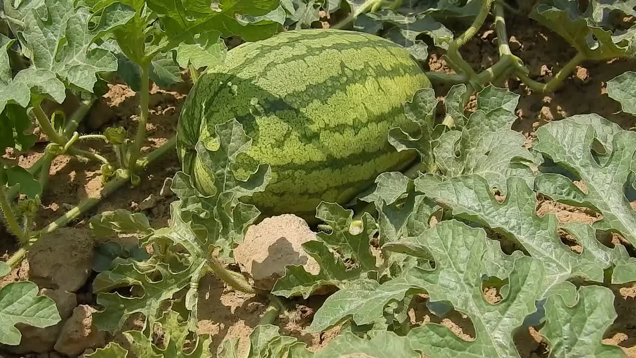 西瓜在地里长着西瓜花和西瓜苗。视频下载