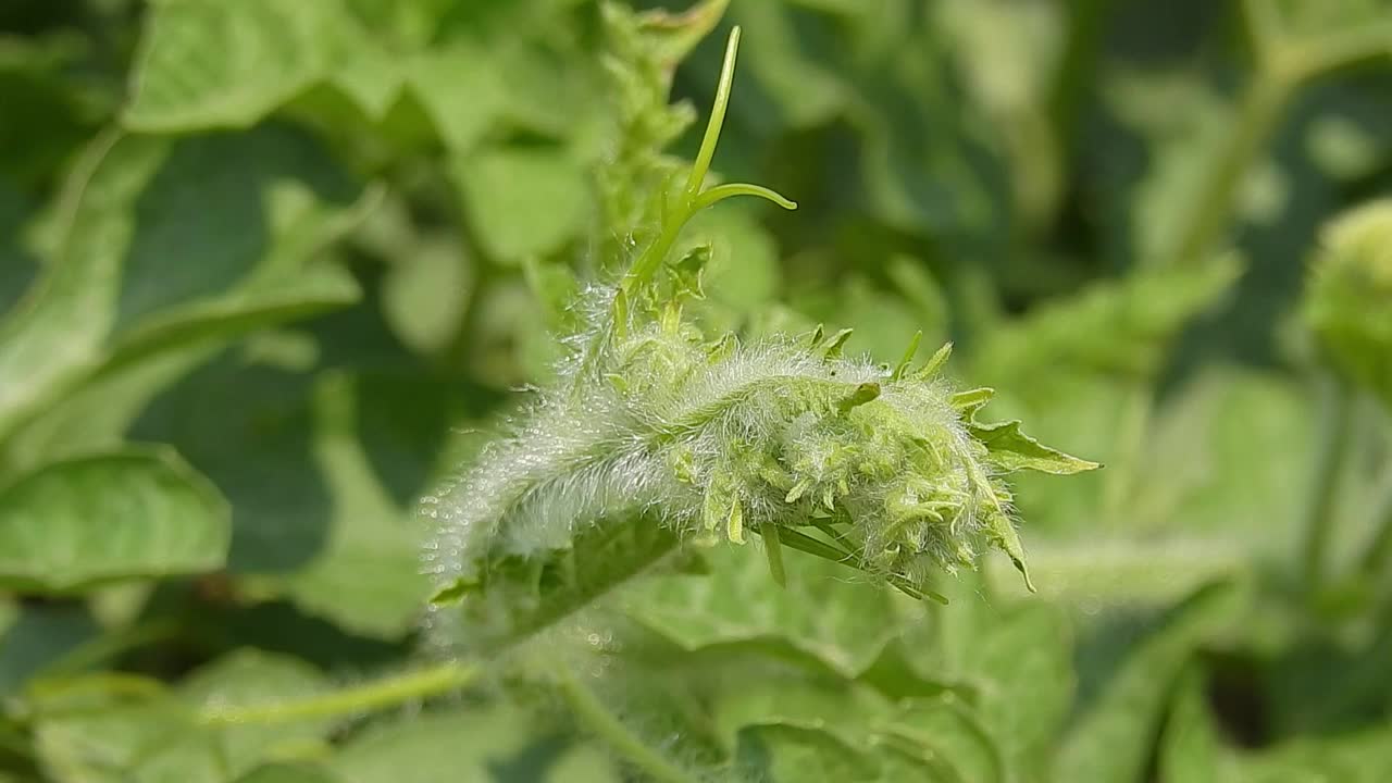 西瓜在地里长着西瓜花和西瓜苗。视频下载