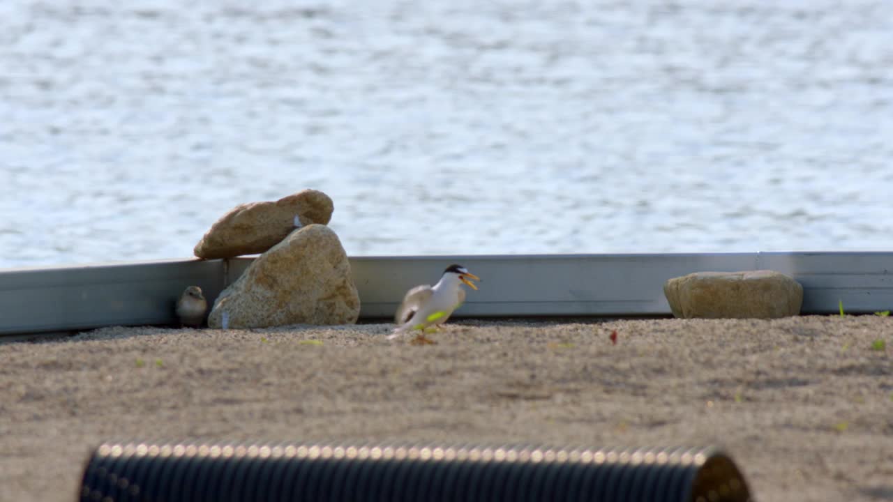 庆尚北道，安东泗，Little Terns /韩国视频素材