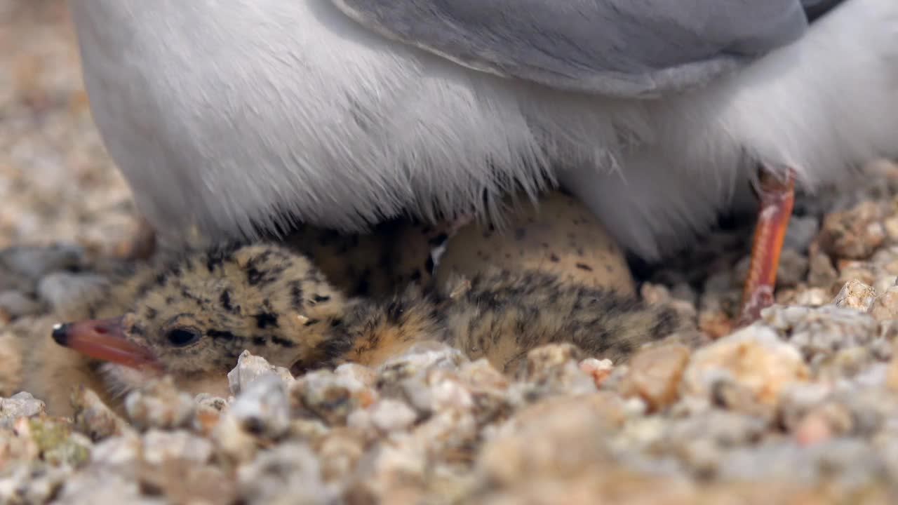 庆尚北道，安东泗，Little Terns /韩国视频素材