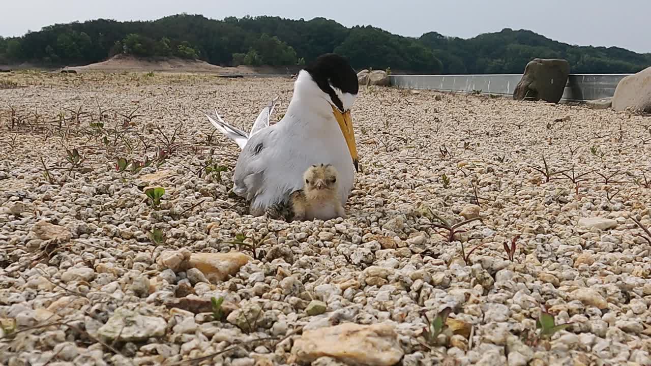 庆尚北道，安东泗，Little Terns /韩国视频素材