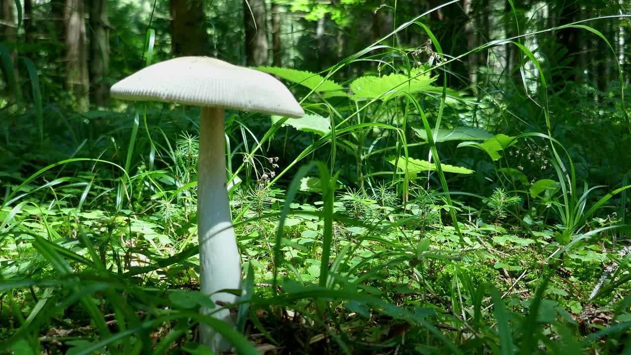 生长在茂密森林植被中的蘑菇视频下载