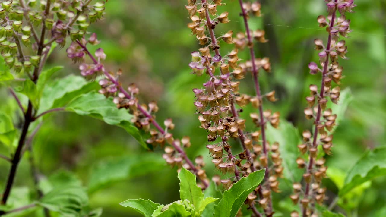 圣罗勒植物(Ocimum tenuflorum)白天在花园里的特写镜头视频素材