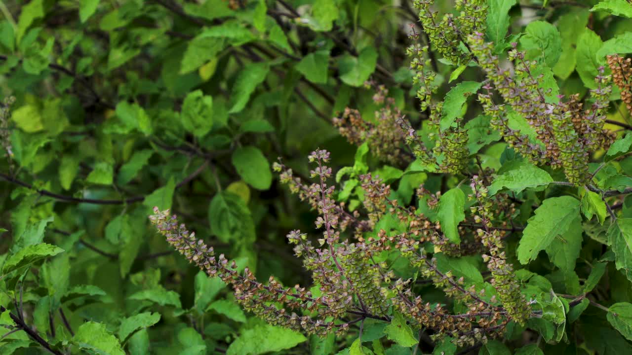 圣罗勒植物(Ocimum tenuflorum)白天在花园里的特写镜头视频素材