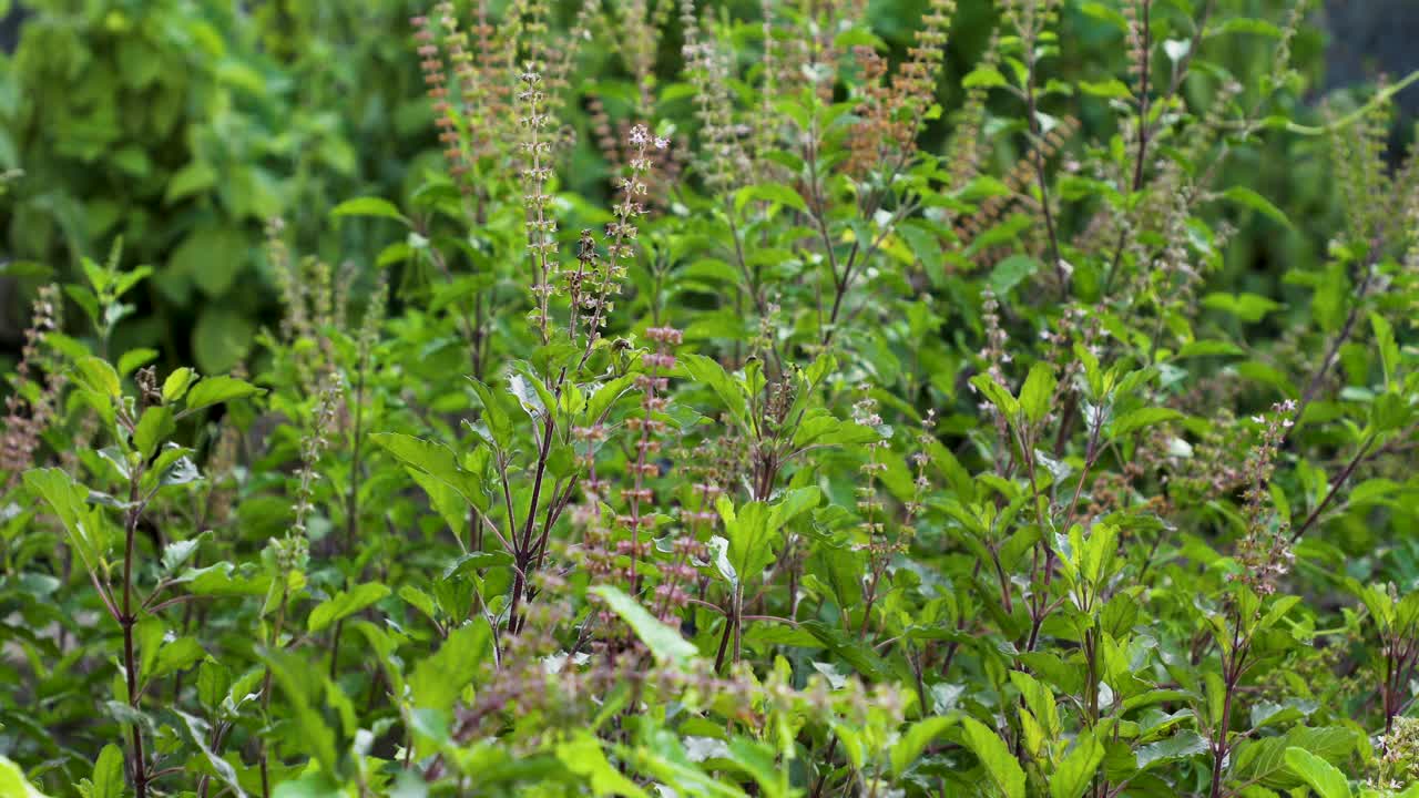 选择性聚焦镜头的神圣罗勒植物(Ocimum tenuflorum)在白天的花园视频素材