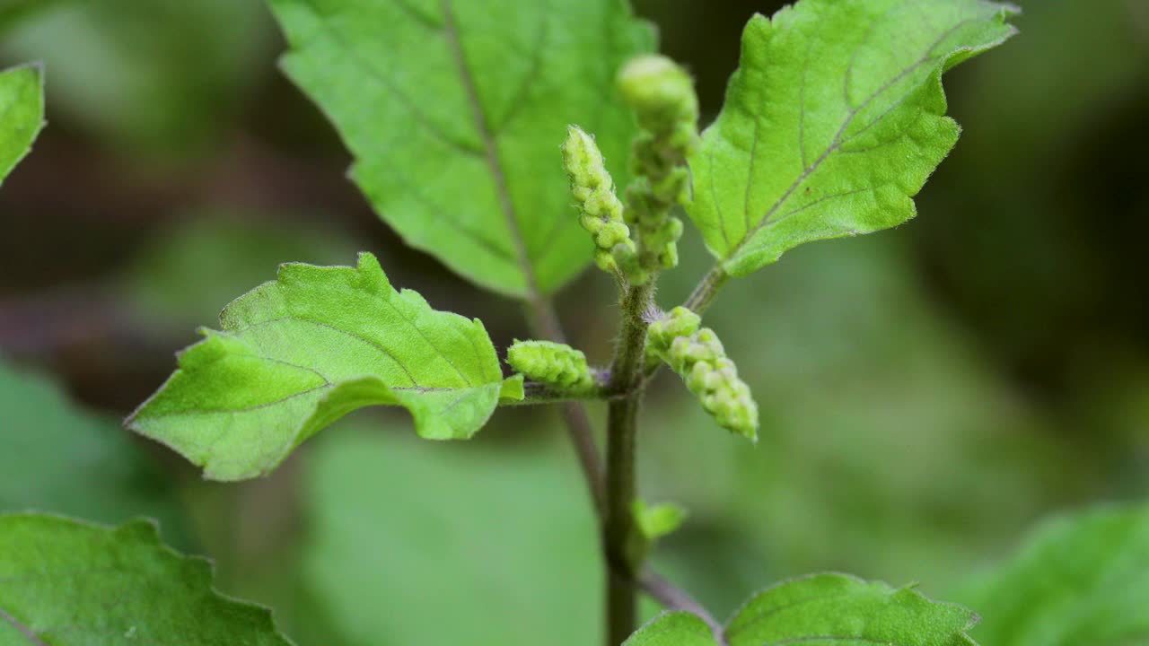 圣罗勒植物(Ocimum tenuflorum)白天在花园里的特写镜头视频素材