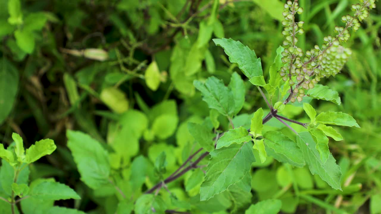 白天，微风吹动花园中神圣的罗勒植物的特写镜头视频素材