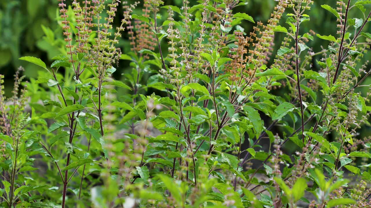 选择性聚焦镜头的神圣罗勒植物(Ocimum tenuflorum)在白天的花园视频素材