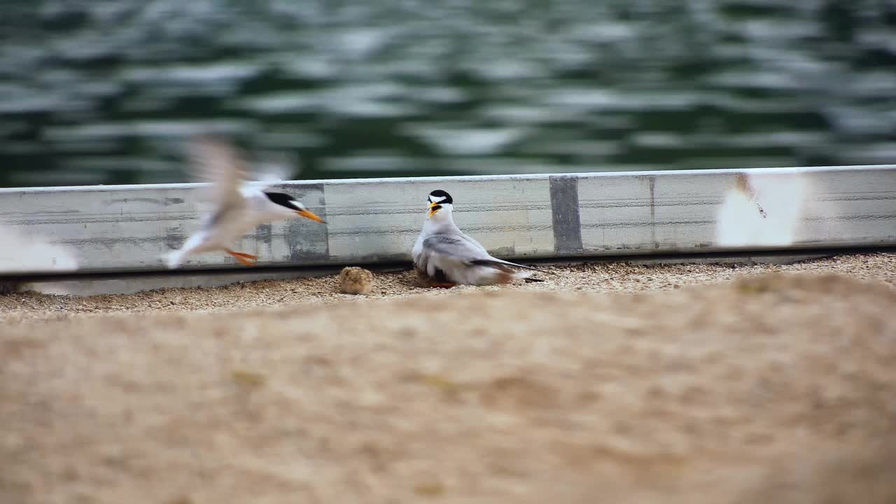 庆尚北道，安东泗，Little Terns /韩国视频素材