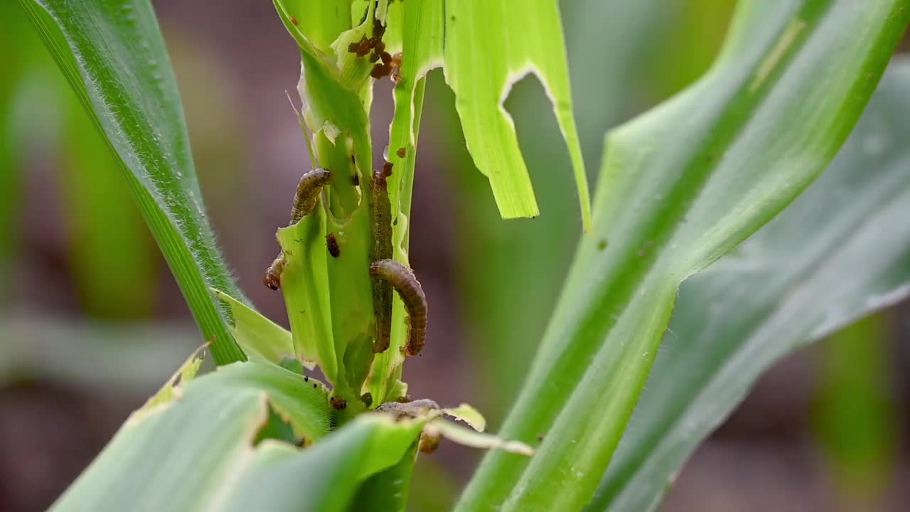 在玉米田，粘虫侵染玉米叶片，对玉米叶片造成损害视频素材