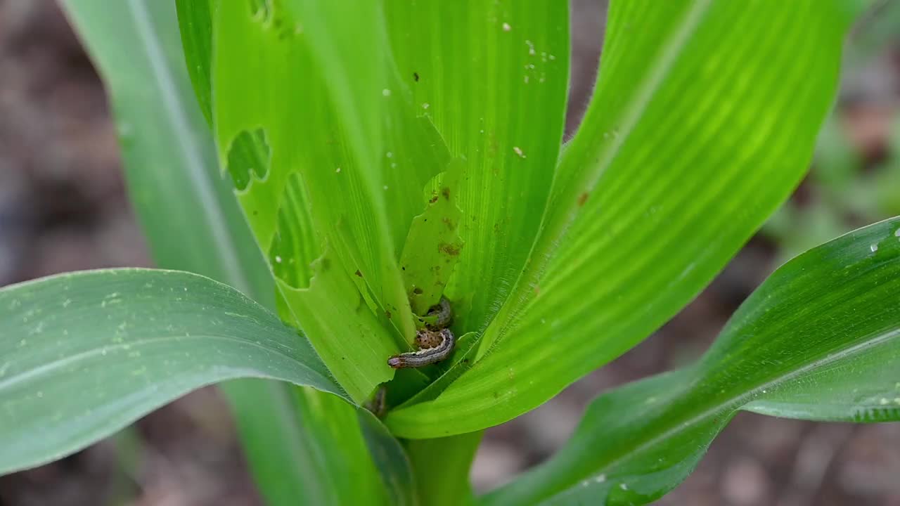 在玉米田，粘虫侵染玉米叶片，对玉米叶片造成损害视频素材