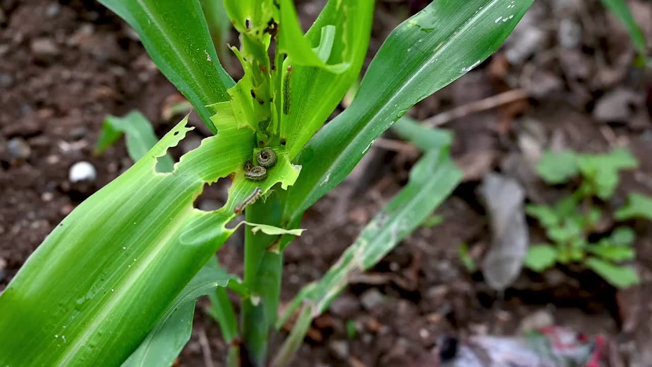 在玉米田，粘虫侵染玉米叶片，对玉米叶片造成损害视频素材