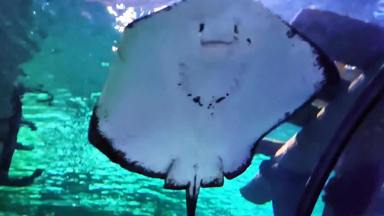 装饰水族馆黑白黄貂鱼与鳍翅膀游泳在水对石礁的背景视频素材