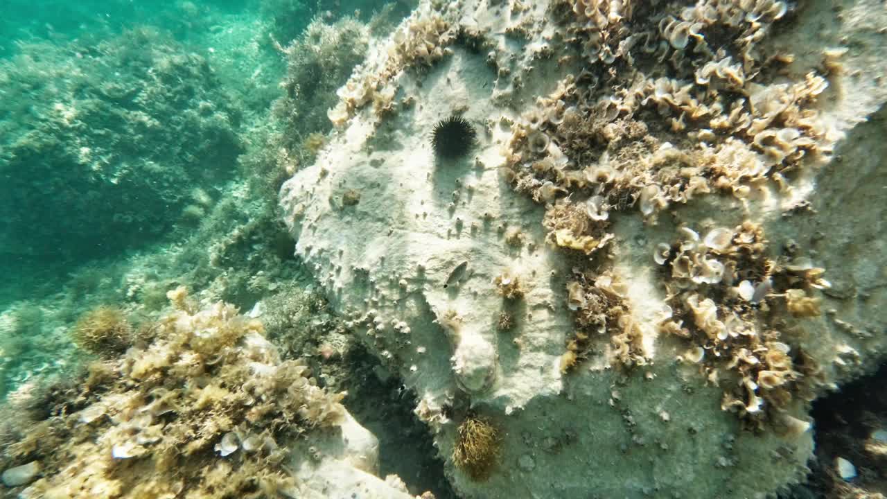 阳光明媚的日子里，亚得里亚海海底的海胆视频下载