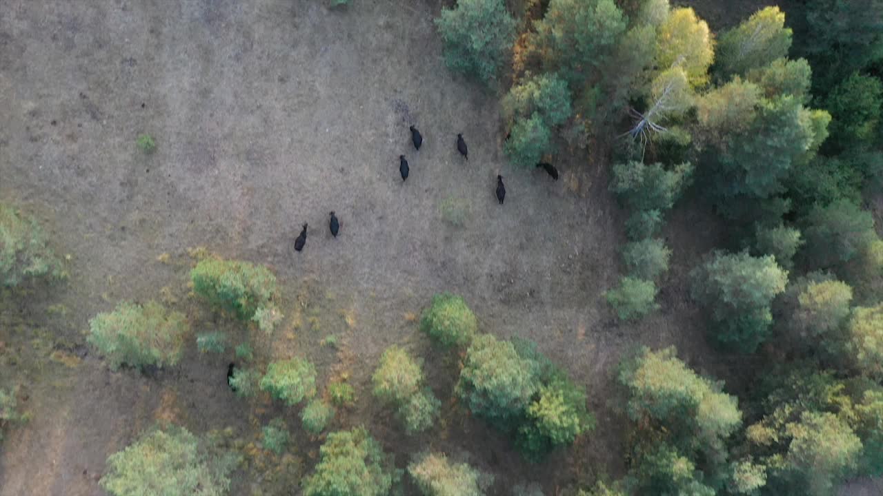 空中拍摄的牛群吃草视频下载