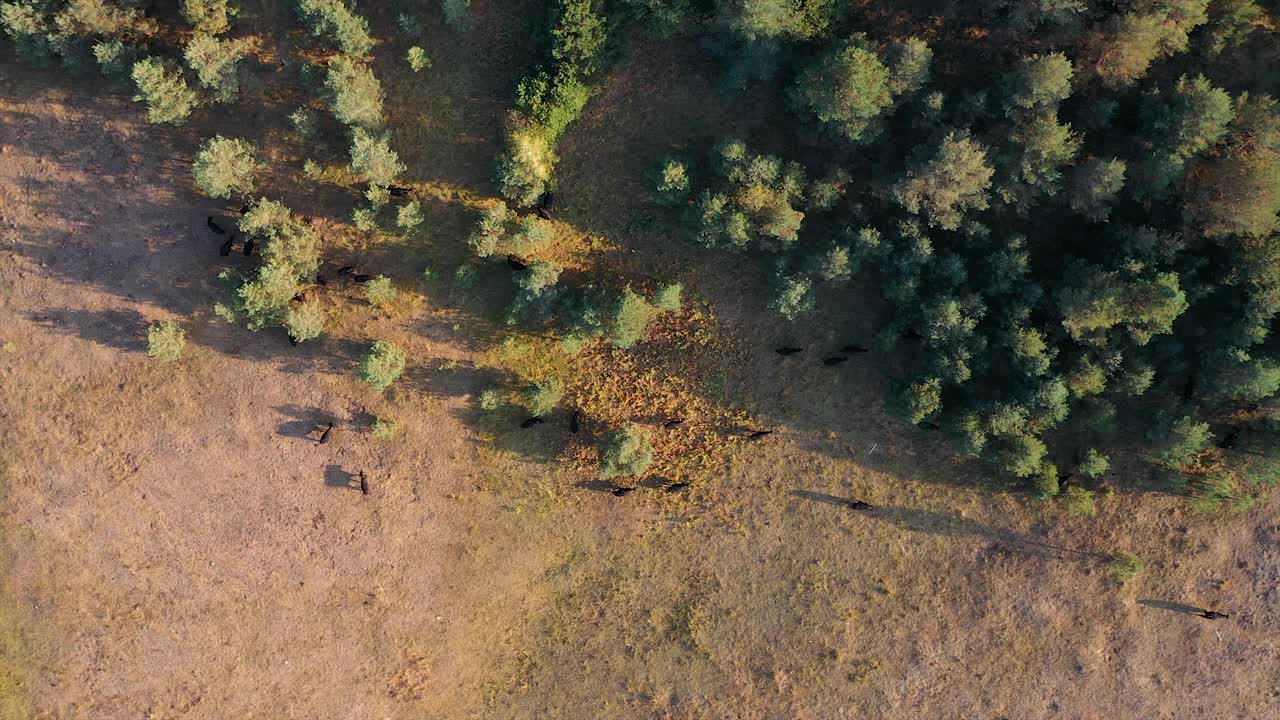 一群吃草的安格斯牛视频素材