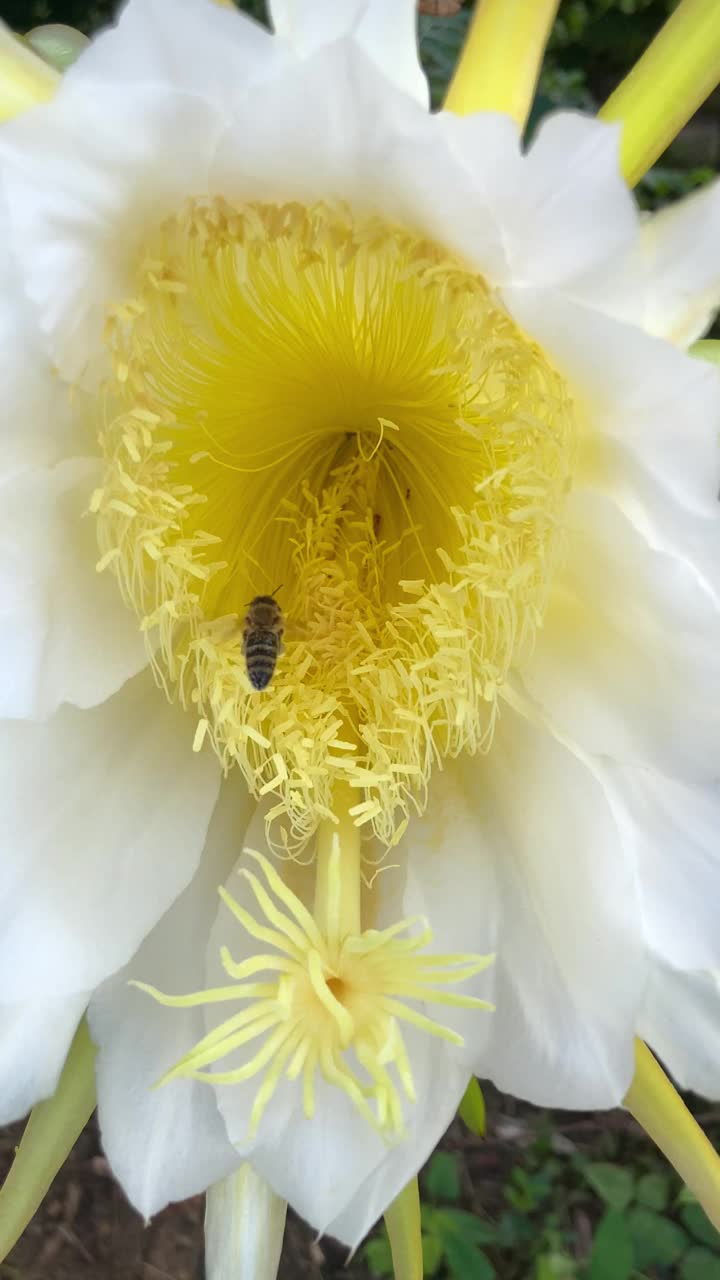 白色和黄色热带火龙果(火龙果)果实花与蜜蜂飞行，收集花粉从娇嫩盛开的花。视频素材