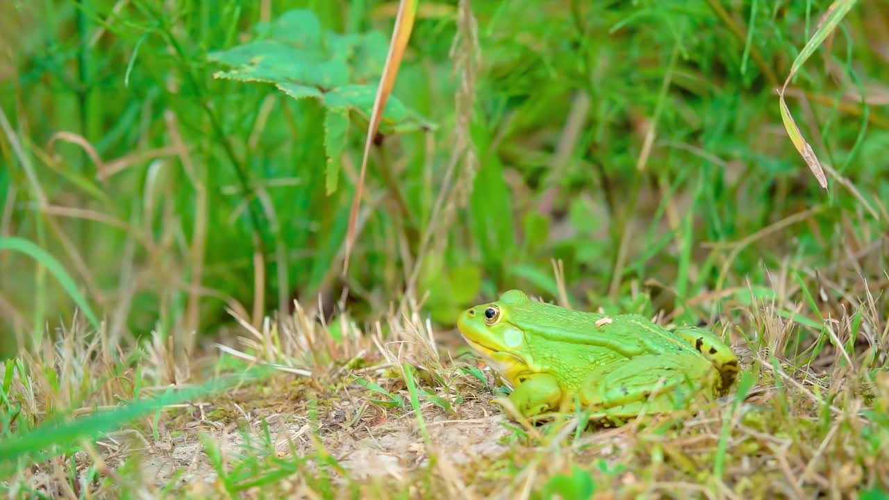 在她的自然栖息地，一只大青蛙正在慢动作地追赶昆虫视频下载