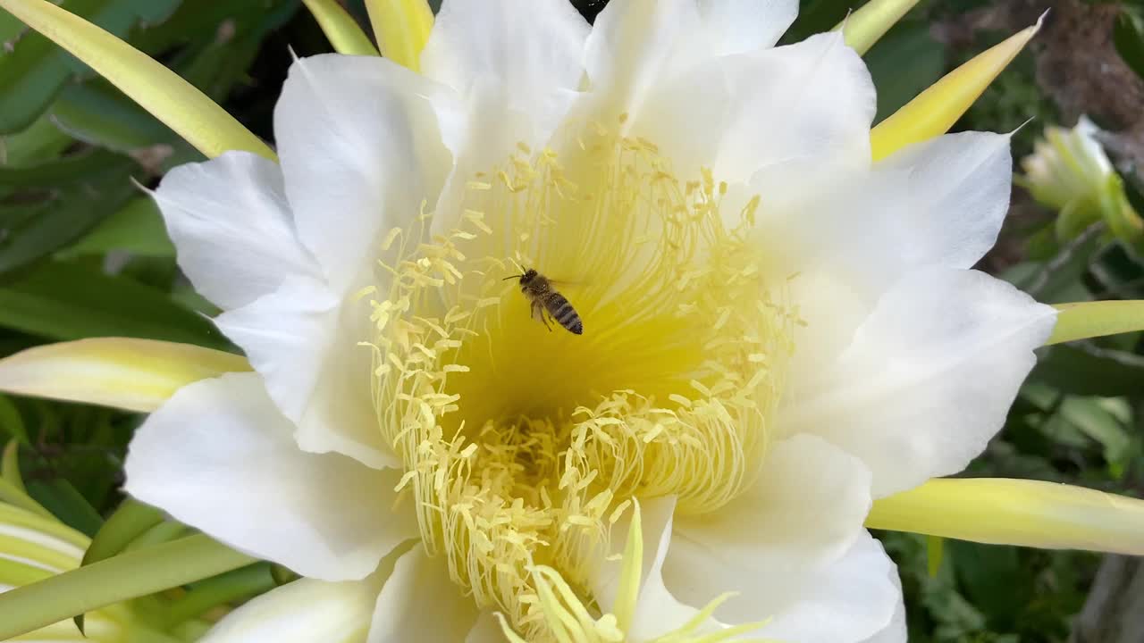 白色和黄色热带火龙果(火龙果)果实花与蜜蜂飞行，收集花粉从娇嫩盛开的花。视频下载