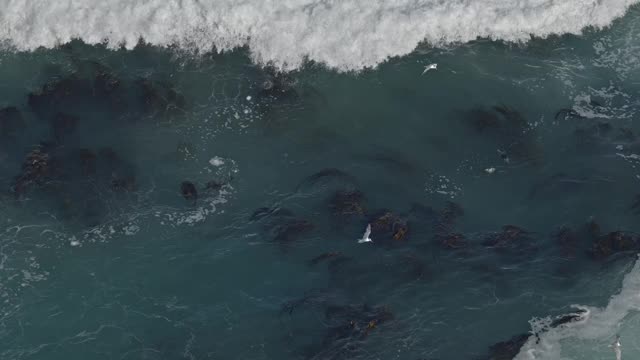 空中无人机观看美丽的日落在海上与飞鸟镜头。海鸥和鸬鹚在波涛汹涌的海面上飞翔，捕食鱼类。野生动物，自然，自由的概念。海景视频素材