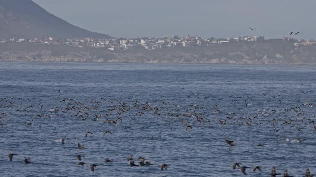 海鸥和鸬鹚在波涛汹涌的海面上飞翔，捕食鱼类。空中无人机观看美丽的日落在海上与飞鸟镜头。野生动物，自然，自由的概念。海景视频素材