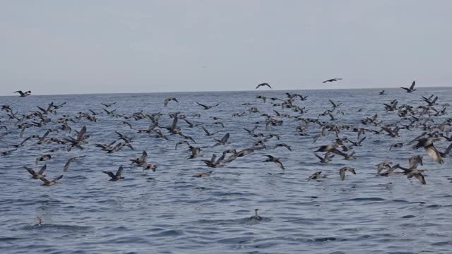 海鸥和鸬鹚在波涛汹涌的海面上飞翔，捕食鱼类。空中无人机观看美丽的日落在海上与飞鸟镜头。野生动物，自然，自由的概念。海景视频下载